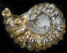 Polished, Agatized Douvilleiceras Ammonite - #29290-1